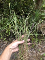 Cenchrus gracillimus