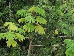 Cecropia peltata