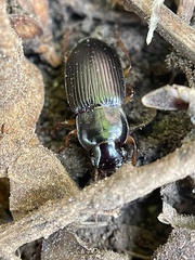 Harpalina