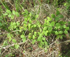 Symphoricarpos orbiculatus