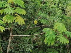 Cecropia peltata
