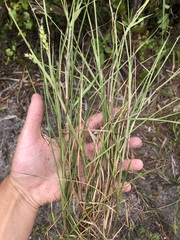 Cenchrus gracillimus