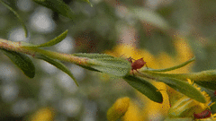 Uroleucon nigrotuberculatum