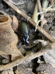 Harpalina