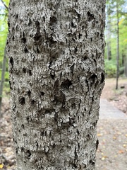 Grylloprociphilus imbricator