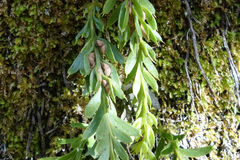 Tmesipteris tannensis