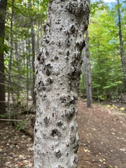 Grylloprociphilus imbricator