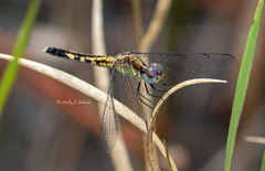 Erythrodiplax minuscula