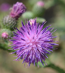 Carduus crispus