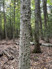 Grylloprociphilus imbricator