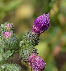 Carduus crispus