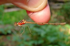 Lestes disjunctus