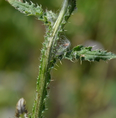Carduus crispus