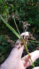 Scirpus atrovirens