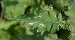 Carduus crispus
