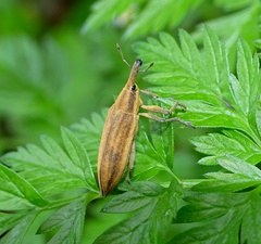 Lixus iridis