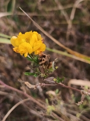 Medicago falcata