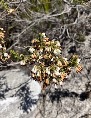 Erica imbricata