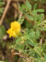 Medicago falcata