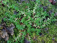 Sedum anglicum