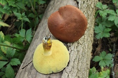 Lanmaoa pseudosensibilis