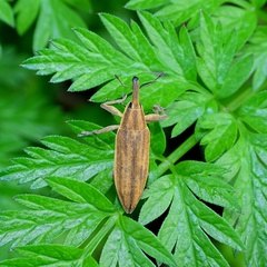 Lixus iridis