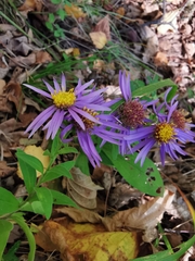 Aster amellus