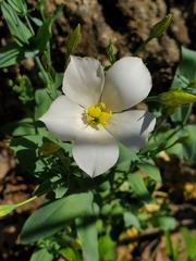 Eustoma exaltatum exaltatum
