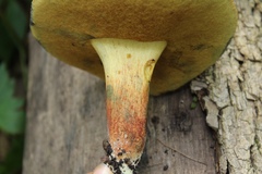 Lanmaoa pseudosensibilis