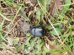Geotrupes stercorarius