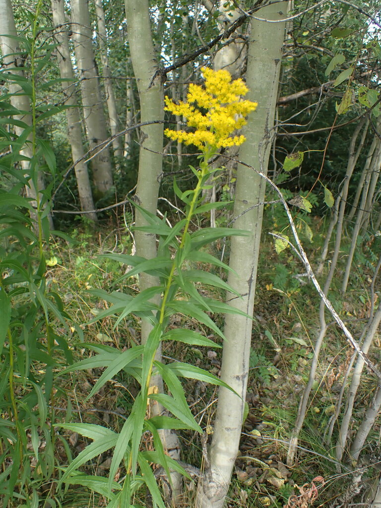 bigtoothed Canada goldenrod from Happy ValleyGoose Bay, NL, Canada on September 13, 2022 at 01