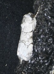 Sympistis sectilis