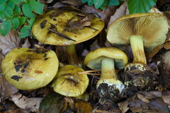 Cortinarius citrinus