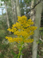 Solidago fallax