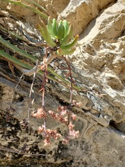 Sedum corynephyllum