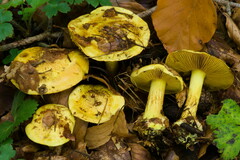 Calonarius splendens