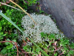 Cladonia portentosa
