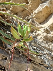 Sedum corynephyllum