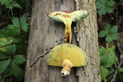 Lanmaoa pseudosensibilis