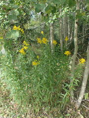 Solidago fallax