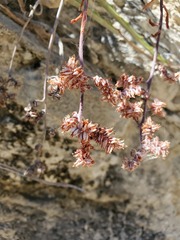 Sedum corynephyllum