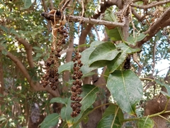 Phytolacca dioica