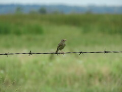 Ammodramus savannarum