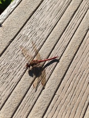 Sympetrum striolatum