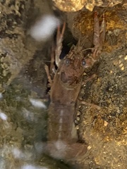 Faxonius virilis