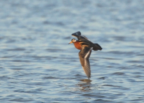 Phalarope à bec large