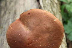 Lanmaoa pseudosensibilis