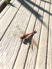 Sympetrum striolatum