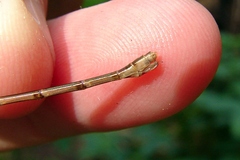 Lestes disjunctus