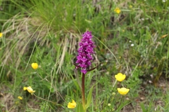 Dactylorhiza euxina